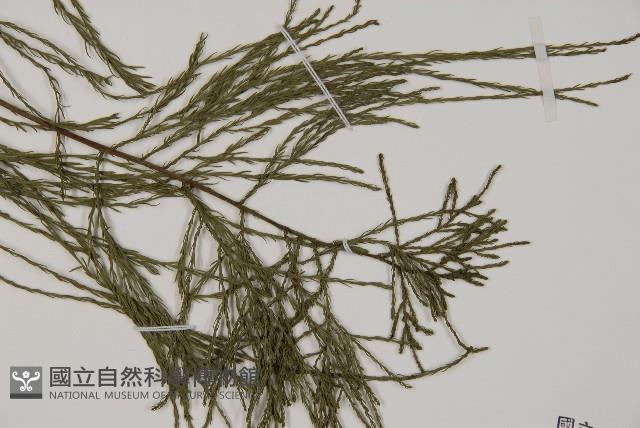 池杉藏品圖，第4張