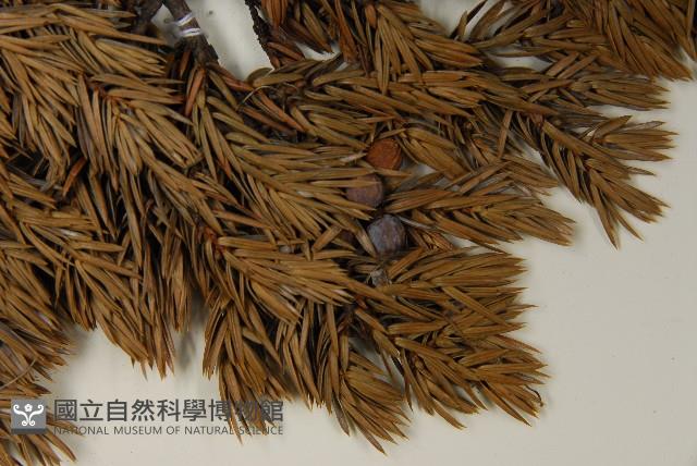 刺柏藏品圖，第4張