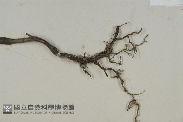 刺柏藏品圖，第4張