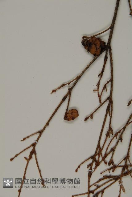 臺灣鐵杉藏品圖，第4張