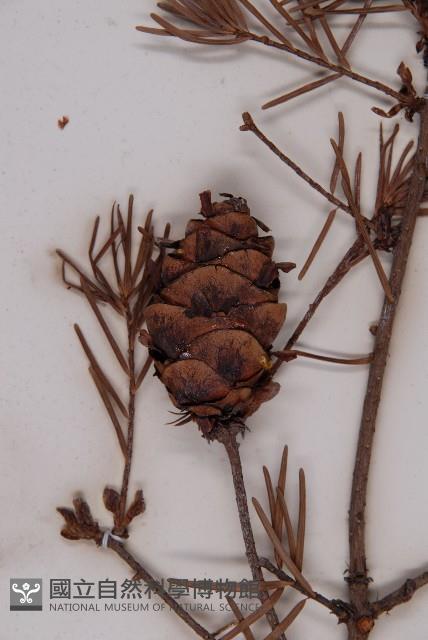 臺灣黃杉藏品圖，第3張