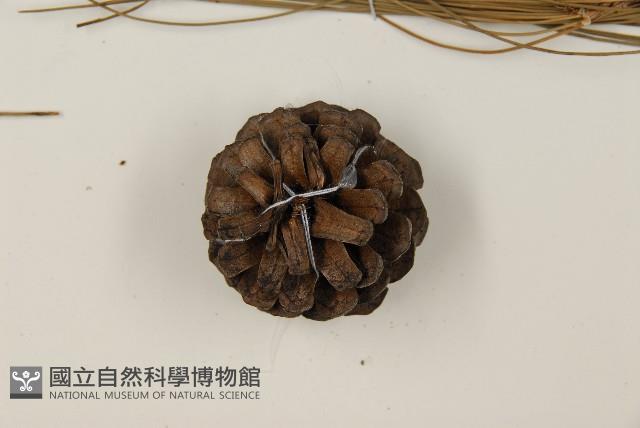 臺灣二葉松藏品圖，第3張
