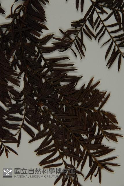 臺灣紅豆杉、紫杉、南方紅豆杉藏品圖，第4張