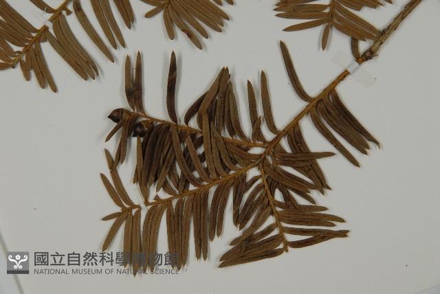 紅豆杉藏品圖，第4張