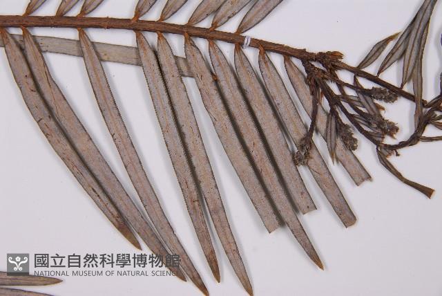 三尖杉藏品圖，第4張