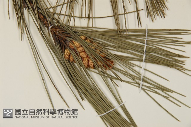 臺灣二葉松藏品圖，第6張