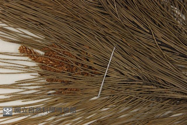 馬尾松藏品圖，第4張