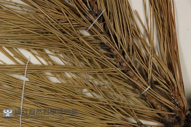 登錄號:G000896藏品圖，第4張