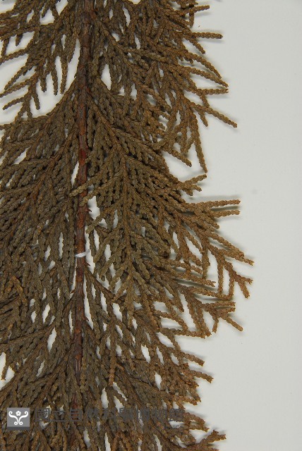 紅檜藏品圖，第4張