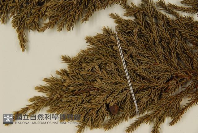 香青藏品圖，第4張