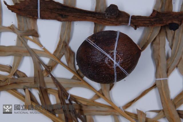 光果蘇鐵藏品圖，第4張