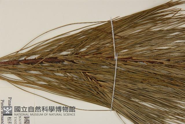 臺灣華山松藏品圖，第4張