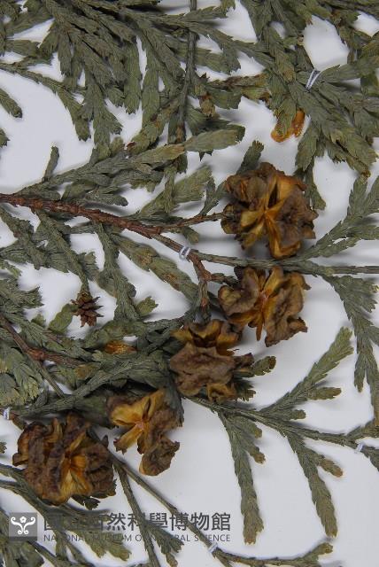 登錄號:G000996藏品圖，第4張