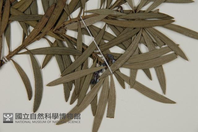 小葉羅漢松藏品圖，第4張