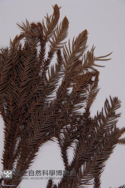 柳杉藏品圖，第4張