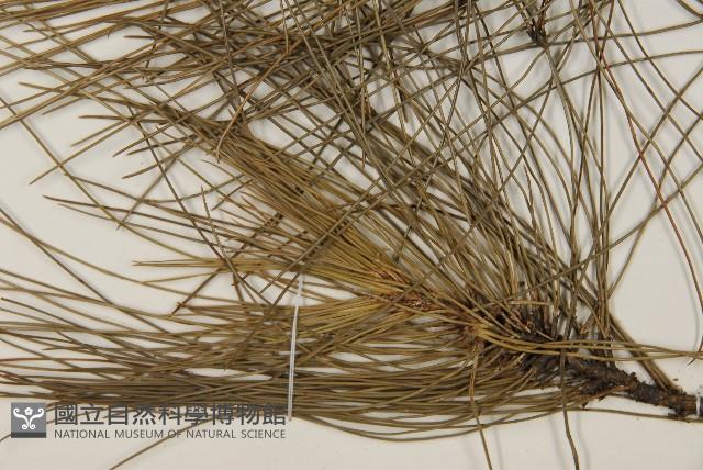 琉球松藏品圖，第4張