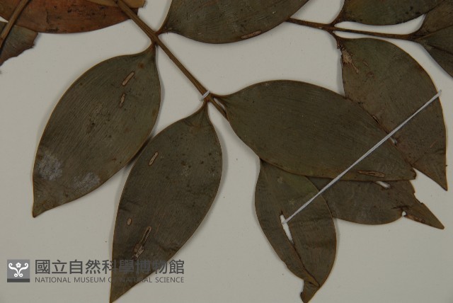 竹柏藏品圖，第3張
