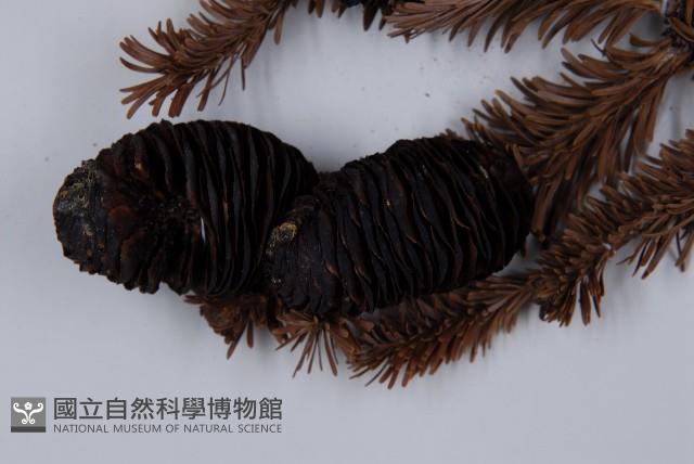 臺灣冷杉藏品圖，第4張