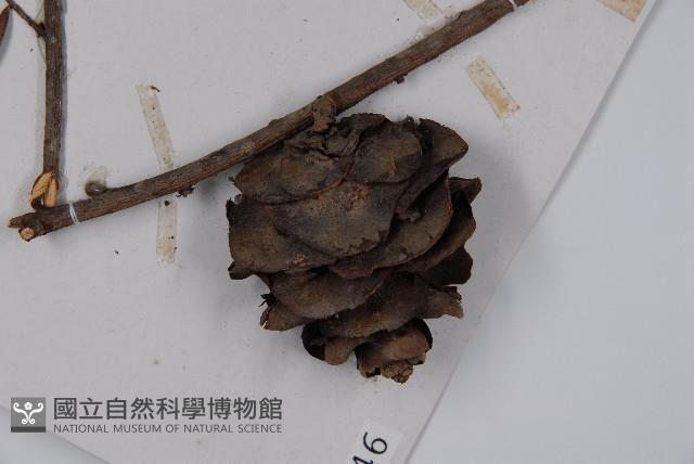 臺灣黃杉藏品圖，第3張