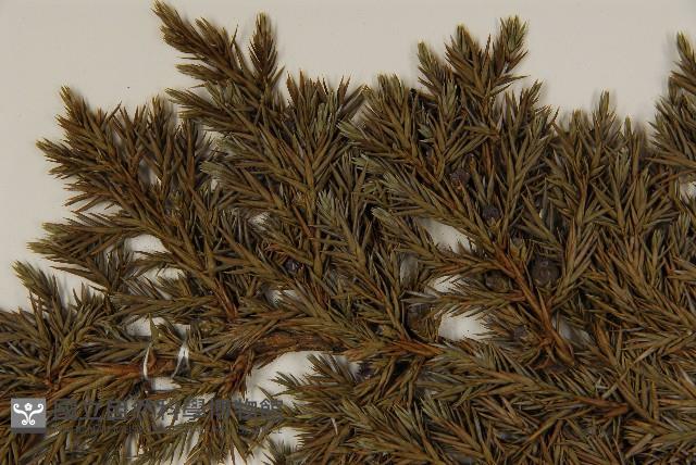 香青藏品圖，第4張