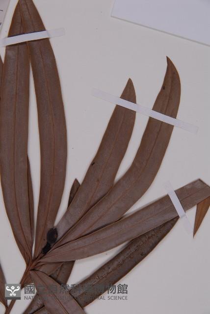 百日青藏品圖，第4張