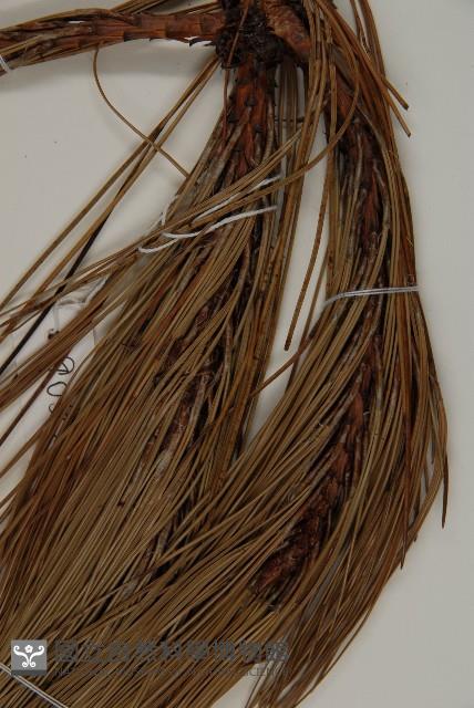 雲南松藏品圖，第4張