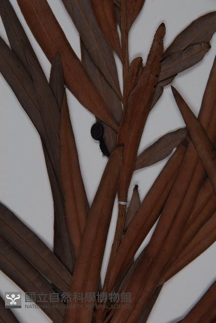 百日青藏品圖，第4張