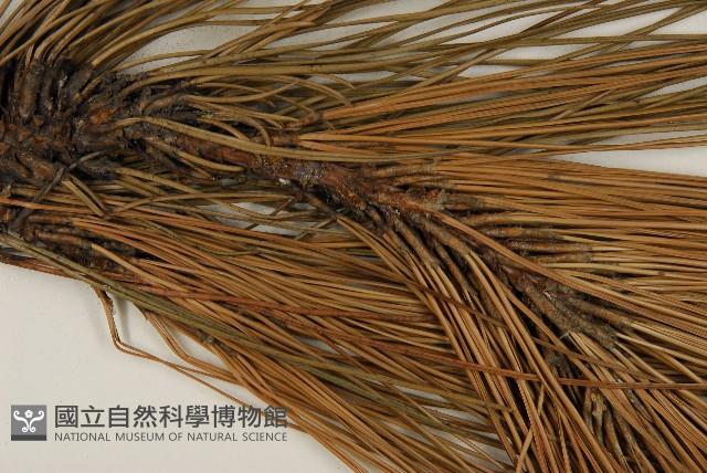 加拿利刺松藏品圖，第4張