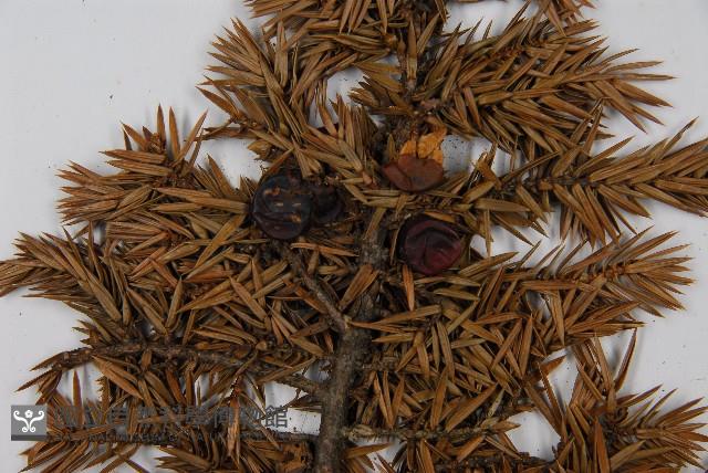 刺柏藏品圖，第4張