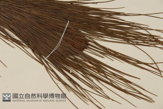 馬尾松藏品圖，第4張