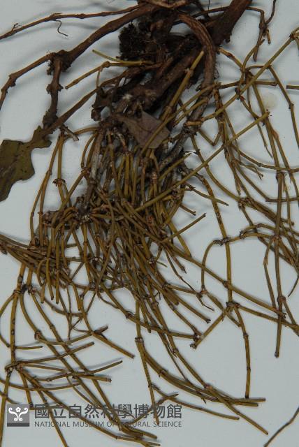 匍枝兩江麻黃藏品圖，第4張