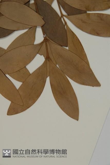 竹柏、南攻竹柏藏品圖，第4張