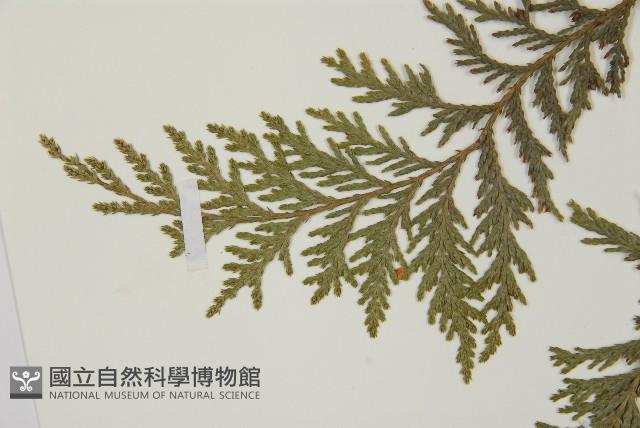 紅檜藏品圖，第4張