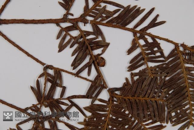 東北紅豆杉藏品圖，第4張