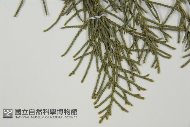 白粉柏藏品圖，第4張