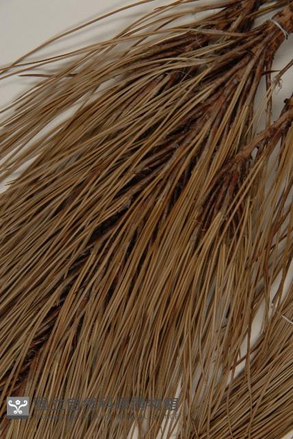 雲南松藏品圖，第4張