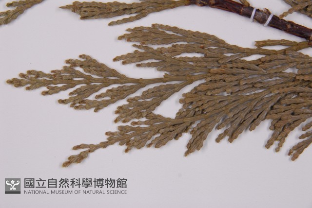 美國肖楠、香肖楠藏品圖，第4張