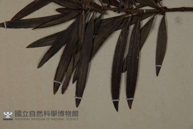 大葉羅漢松藏品圖，第4張