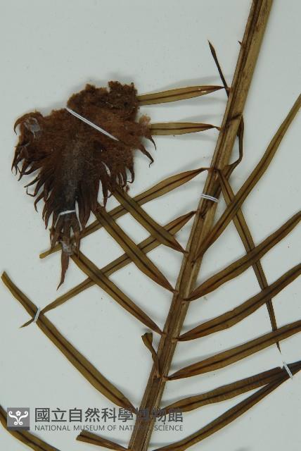 登錄號:G000976藏品圖，第4張