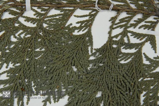 日本花柏藏品圖，第4張