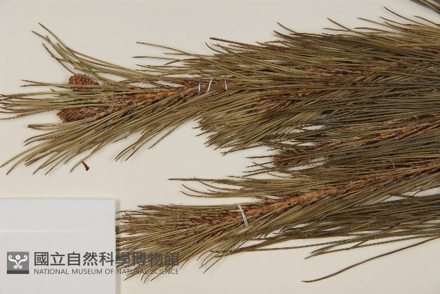 馬尾松藏品圖，第4張