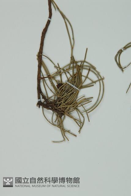 單子黃麻藏品圖，第4張