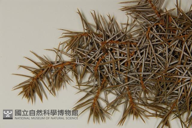 刺柏藏品圖，第4張