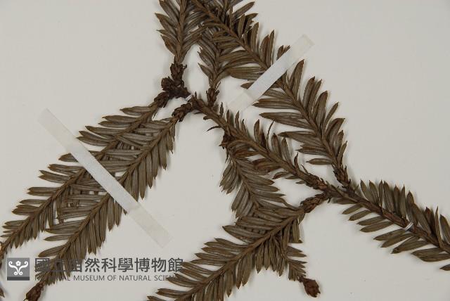 長葉世界爺藏品圖，第4張