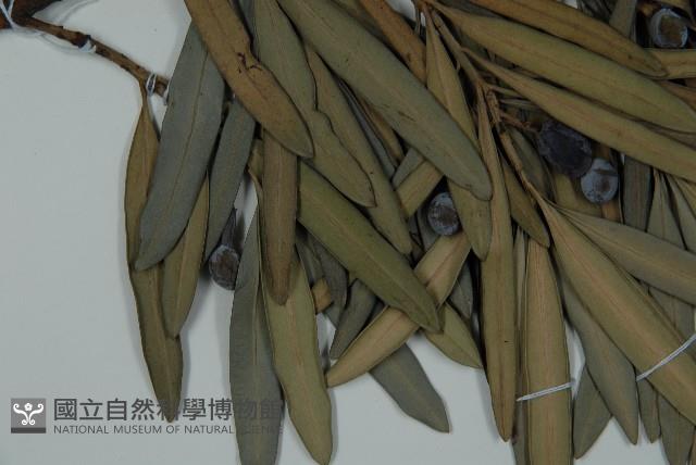 大葉羅漢松藏品圖，第4張