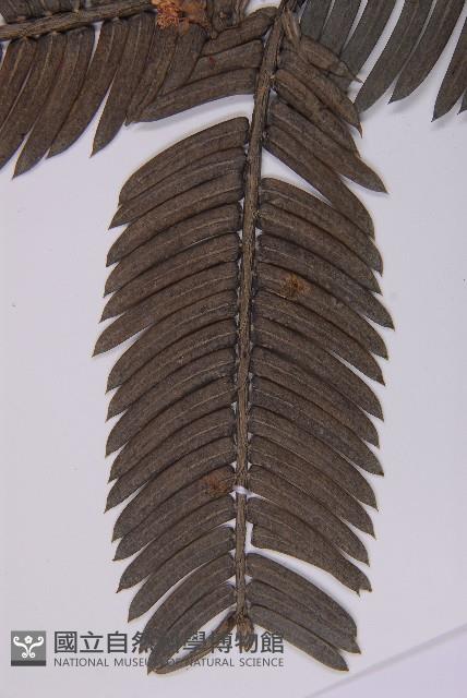 登錄號:G000556藏品圖，第4張