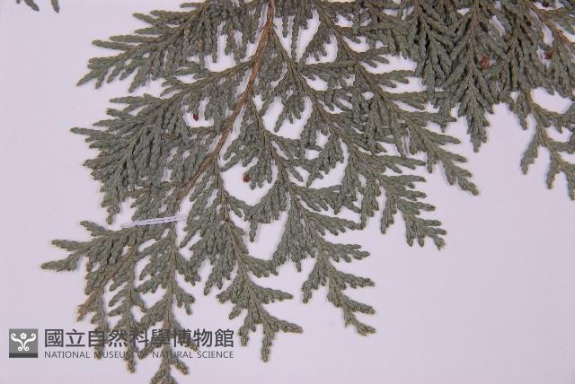 紅檜藏品圖，第4張