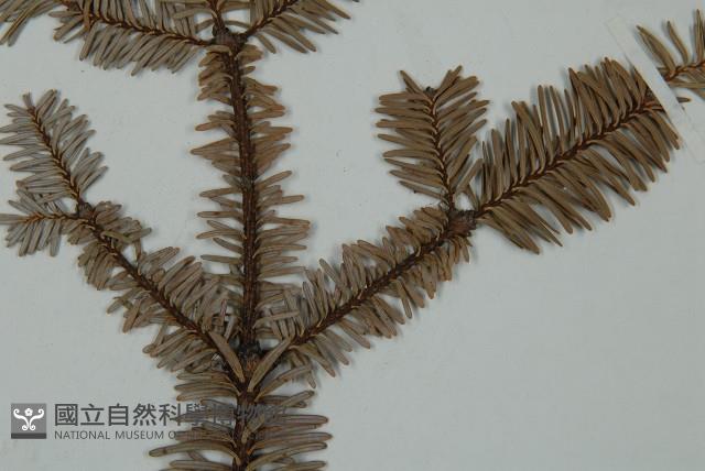 登錄號:G000356藏品圖，第4張