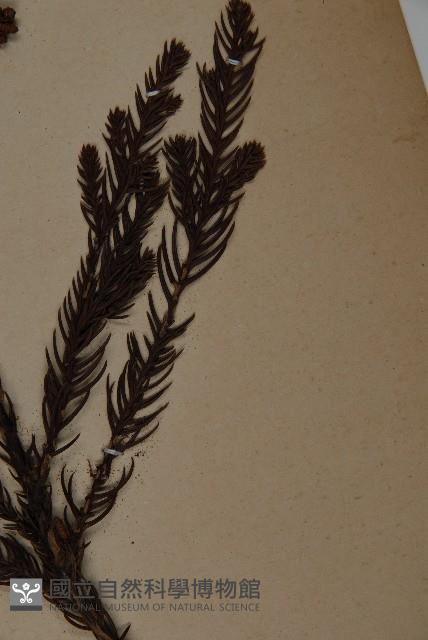 柳杉藏品圖，第4張