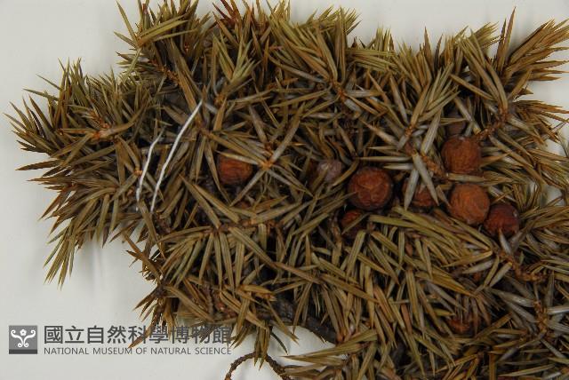 刺柏藏品圖，第4張